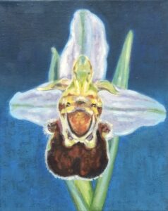 Bienenragwurz2, Öl auf Leinwand,2023, 24x30cm, Hjördis Baacke-Galerie MoonART